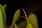 Flatwoods St. John's-wort